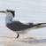 Great Crested Tern